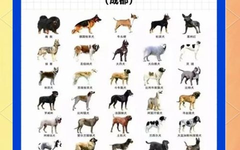 十堰发布《十堰城区禁养犬名录》 面向社会大众广泛征求意见