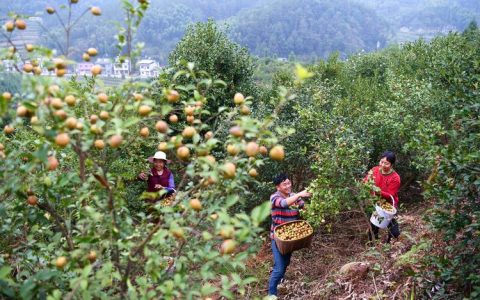 通城再添省级平台  富硒油茶基地拟获认定