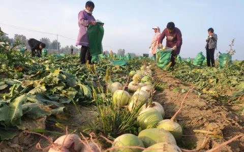 竹根滩镇500亩白萝卜采收忙