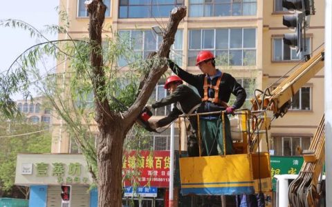 广华寺街道开展行道树集中修枝专项行动