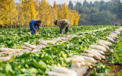 新春走基层 | 百亩萝卜喜迎丰收 轮作模式铺就致富路