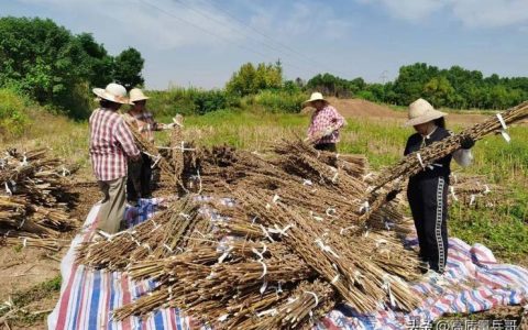 增收有保障　日子节节高