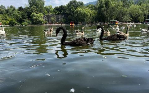 网湖天鹅岛研学基地“振翅欲飞”