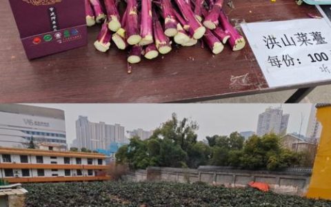 咸安区高桥镇洪山菜薹喜迎丰收