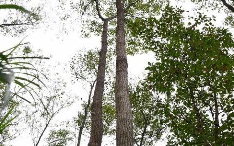 十堰新增两个省级林木良种