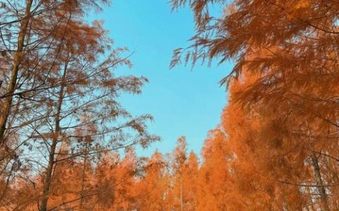 广华水杉园焕新迎客 成市民新春出游热地