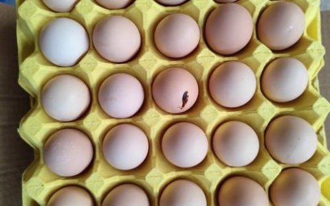 一枚“浠水鸡蛋”的“链”式跃迁