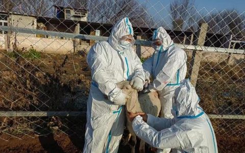 浠水县畜牧兽医发展中心守护畜禽养殖安全