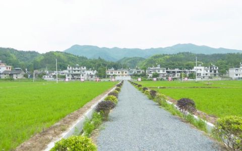 崇阳港口乡沉睡土地变药园