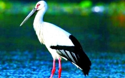 监利市首次记录世界濒危物种东方白鹳