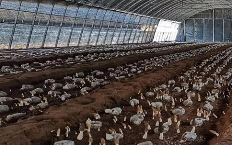 羊肚菌种植通山首秀 撑起特色农业新希望