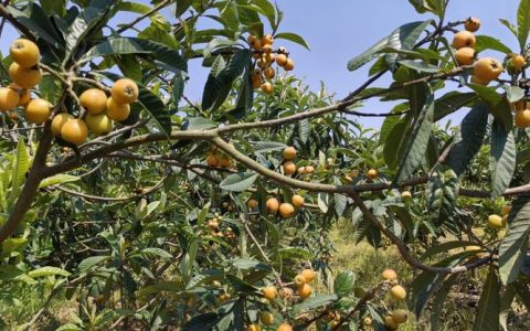 嘉鱼新街镇采摘经济激活乡村振兴新动能