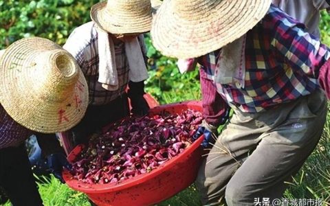 嘉鱼陆溪镇特色种植促进农民增收致富