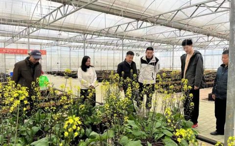 华中农业大学研究团队揭示柑橘刺分化分子开关，无刺育种迎来新靶点