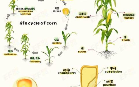 华中农业大学玉米团队提出复杂性状的“个体发育模型”假设