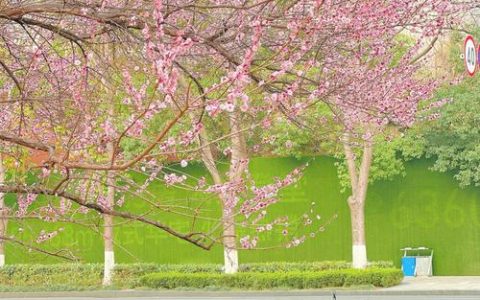 “快闪梅花”惊艳武汉街头，11处小梅林绽放迎春