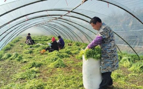 与时间赛跑的“春色”——  湖蒿“鲜”行记