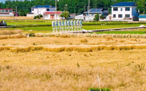 从无人机到无人插秧机 种粮大户的年货越来越高级