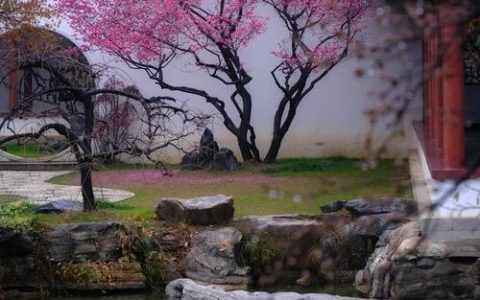 2026东湖梅花展开幕，70载梅园打造沉浸式赏梅新体验