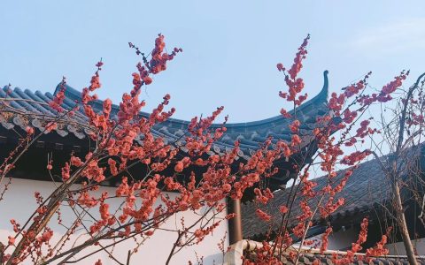 春赏樱、夏看荷、秋品桂、冬观梅，2026年东湖四季赏花游菜单发布