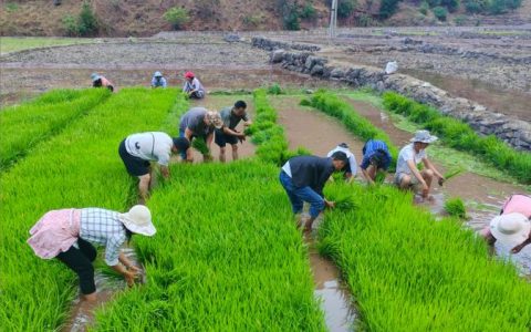 新春走基层｜一棵湖蒿的“春日快闪”：从田间到舌尖，绿色接力“抢鲜”全国