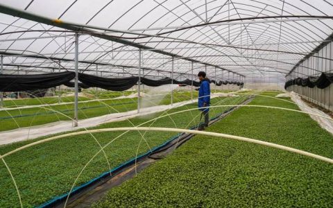 嘉鱼县富德蔬菜专业合作社人勤春早育苗忙