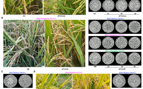水稻团队李一博教授课题组发现水稻种子大小稳态的负反馈环路与籼粳分化机制