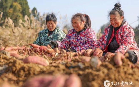 新春走基层 | 蔡湾村红薯苗俏销全国