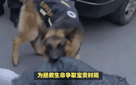 曾因寻人立功被奖励一盆鸡腿，被150余家权威媒体报道 警犬“追风”又立新功了