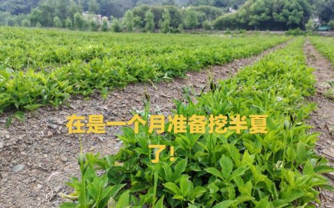 半夏播种忙 振兴有力量