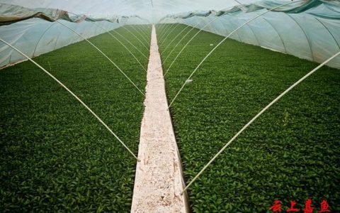 棚内绿意浓   育苗忙增收  嘉鱼富德蔬菜合作社生产启新程
