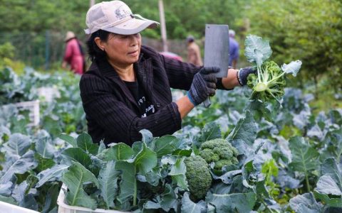 高石碑镇西蓝花采收忙