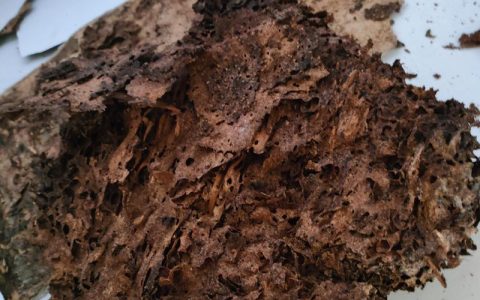 “空壳村”逼出“金点子”