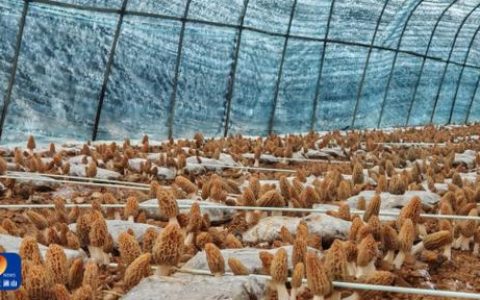 新春新选择！通山羊肚菌抢“鲜”上市