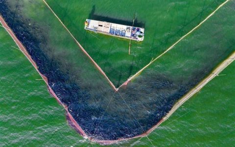 坚持生态养殖和产业链延伸，西塞桃花鳜鱼在大冶湖茁壮成长  湖光潋滟鳜鱼欢