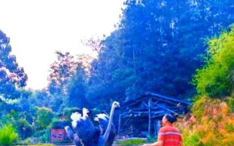 青年主播、“鸵鸟司令”、返乡会计…… 看年轻人如何“唤醒”乡村