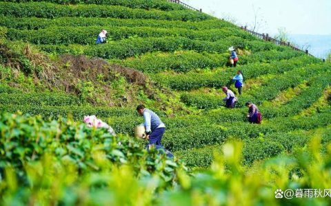 英山茶农立春前忙茶事，抢抓机遇促茶产业提质