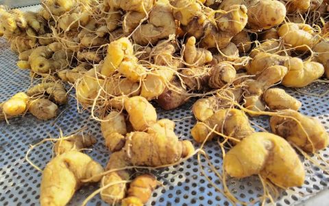 崇阳“黄精哥”返乡掘出致富“聚宝盆” 连续十年，工资分文不欠