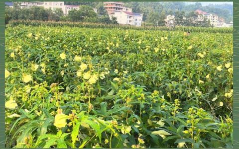 熊口管理区组织农户跨市学习黄蜀葵种植技术