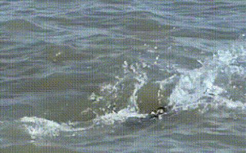 “鱼跃出水面的声音，听着就高兴”—— 赤壁退捕渔民鲍勇军的五年护渔路