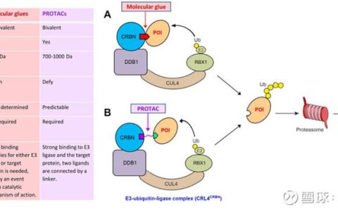 ​基础医学院于洪军教授团队揭示胶原蛋白半乳糖基化的分子机制