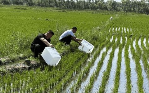 新春走基层 | 虾稻田里“养”出好年景