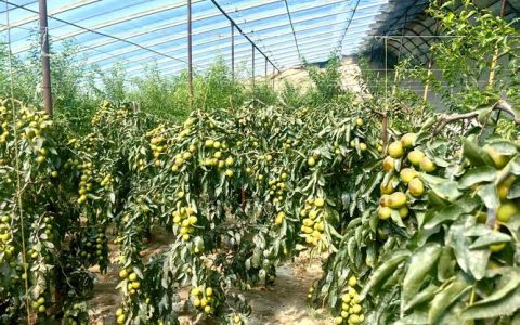 数字赋能“金果”出山