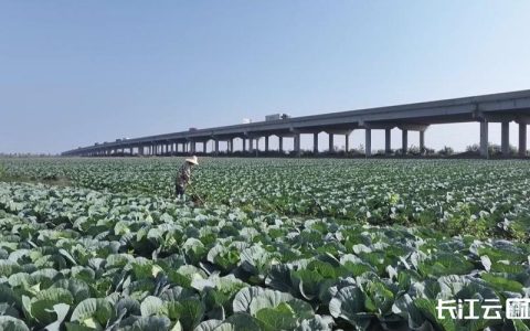 -10℃，嘉鱼越冬甘蓝向极限挑战