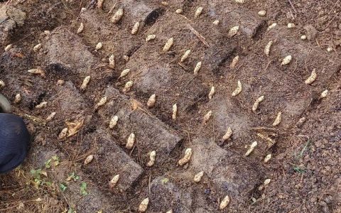新春走基层 | 天麻种出好年景