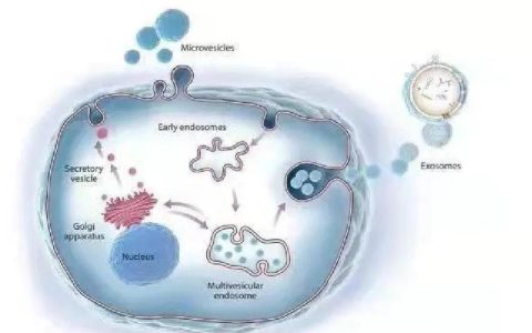 生命学院刘剑峰团队发现活性GPCR可通过细胞外囊泡实现跨细胞传播的细胞间通讯新模式
