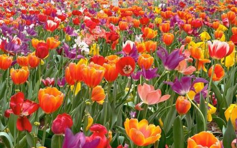 两万株郁金香喜迎新春