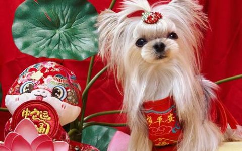 集福、看戏、撸萌宠……定格美好春节瞬间