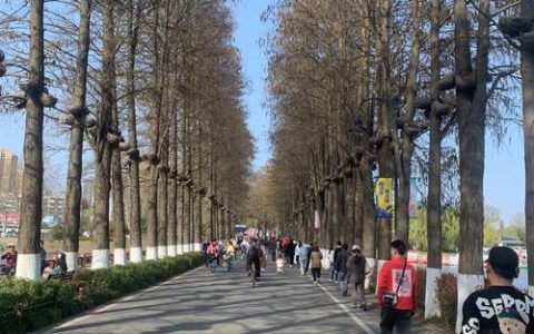 武汉迎春节最暖一天，市民绿道踏青享春光