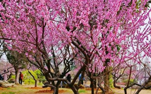 武汉多地迎来赏花热潮，梅花樱花郁金香竞相绽放